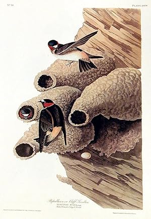 Republican or Cliff Swallow. From "The Birds of America" (Amsterdam Edition)