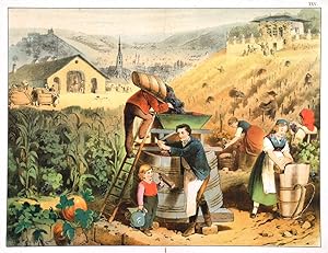 Untitled. Scene in German winefield, workers picking and crushing the grapes.