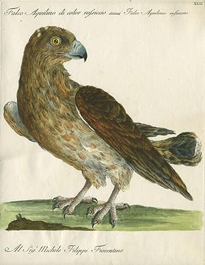 Falco Aquilino di color rossiccio, Plate XLII, engraving from "Storia naturale degli uccelli trat...