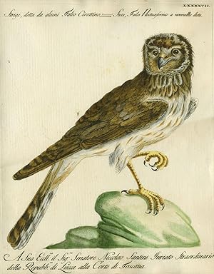 Strige, detta da alaini Falco Civettino, Plate LXXXXVII, engraving from "Storia naturale degli uc...