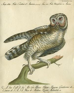 Strige detta Falco Civettino d'America, Plate LXXXXVIII, engraving from "Storia naturale degli uc...