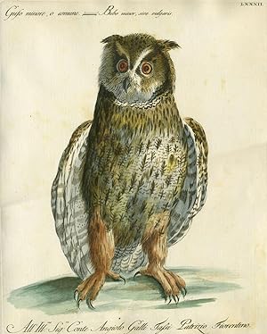 Gufo minore o comune, Plate LXXXII, engraving from "Storia naturale degli uccelli trattata con me...