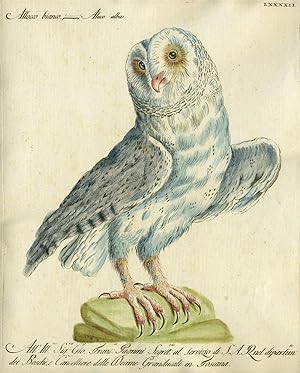 Allocco bianco, Plate LXXXXII, engraving from "Storia naturale degli uccelli trattata con metodo ...