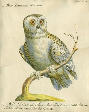 Allocco diurno, Plate LXXXXIII, engraving from "Storia naturale degli uccelli trattata con metodo...