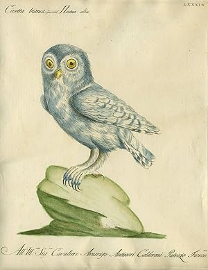 Civetta bianca, Plate LXXXIX, engraving from "Storia naturale degli uccelli trattata con metodo e...