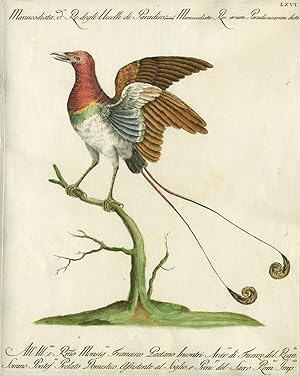 Manucodiata, de Re degli Uccelli di Paradiso, Plate LXVI, engraving from "Storia naturale degli u...