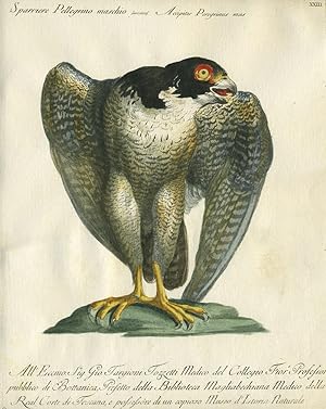 Sparriere Pellegrino maschio, Plate XXIII, engraving from "Storia naturale degli uccelli trattata...