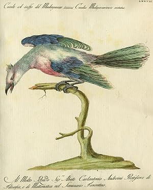 Cuaile col ciuffo del Madagascar, Plate LXXVII, engraving from "Storia naturale degli uccelli tra...