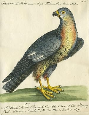 Sparviere di Tunis, Plate XXVII, engraving from "Storia naturale degli uccelli trattata con metod...