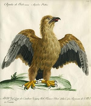 Aquila di Nido, Plate VI, engraving from "Storia naturale degli uccelli trattata con metodo e ado...