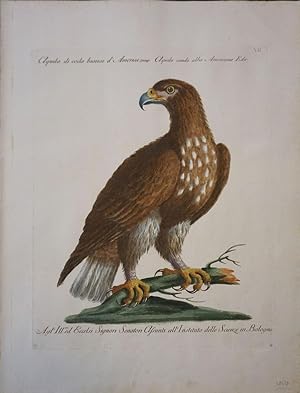 Aquila di coda bianca d'America, Plate VII, engraving from "Storia naturale degli uccelli trattat...