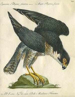 Sparriere Pellegrino femmina, Plate XXIV, engraving from "Storia naturale degli uccelli trattata ...