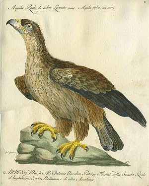 Aquila Reale di color Leonato, Plate II, engraving from "Storia naturale degli uccelli trattata c...