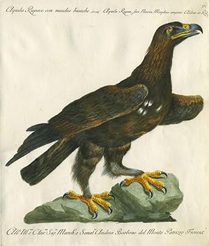 Aquila Rapace con macchie bianche, Plate IV, engraving from "Storia naturale degli uccelli tratta...