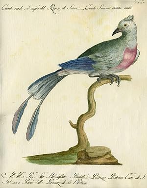 Cucule verde col ciuffo del Regno di Siam, Plate LXXV, engraving from "Storia naturale degli ucce...