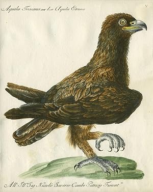 Aquila Toscana, Plate IV, engraving from "Storia naturale degli uccelli trattata con metodo e ado...