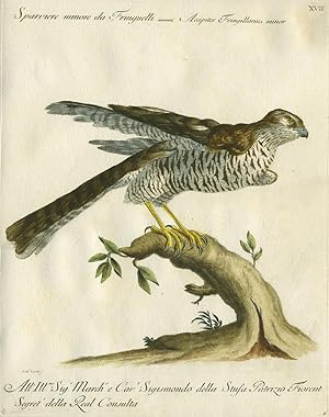 Sparviere Minore da Fringuelli Plate XVII, engraving from "Storia naturale degli uccelli trattata...