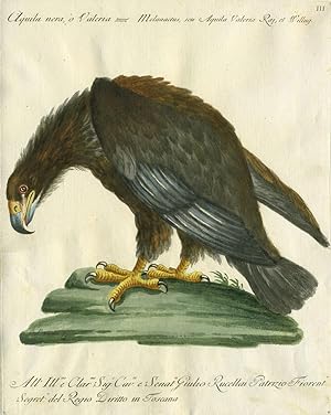 Aquila nera, o Valeria, Plate III, engraving from "Storia naturale degli uccelli trattata con met...