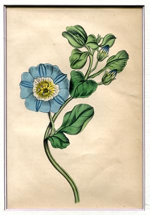 blaue Blume mit Blättern und Knospen - Farblithographie mit Keilschnitt-Passepartout