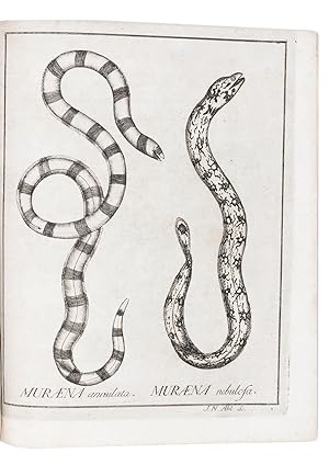 Specimen ichthyologicum de Muraena et Ophichtho, . in audit. Horti Botanici, d. 27 Jun. 1789. . U...