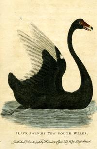 Black Swan of New South Wales