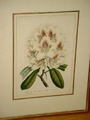Rhododendron *Prince Camille de Rohan* Semis-Gand, Rustique. Altkolorierte Lithographie nach J. V...