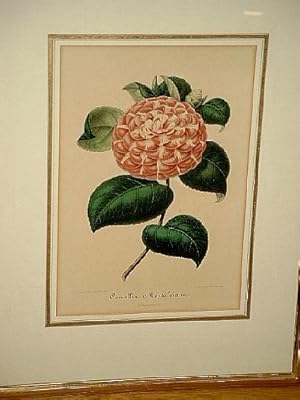 Camellia Montaloiana: Altkolorierte Lithographie nach Bernard Leon durch G. Severeyns bei A. Vers...