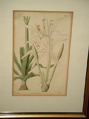 Crinum strictum - Upright Crinum. Altkolorierte Lithographie nach Herbert durch Weddell aus dem J...