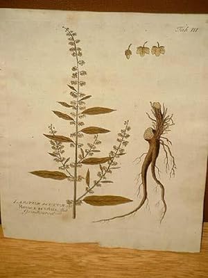 Grindwurzel: Lapatum acutum - Rumex acutus: Altkolorierter Kupferstich um 1800.