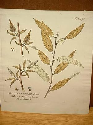 Bruchweide: Salicis cortex - Salix fragilis: Altkolorierter Kupferstich um 1800.