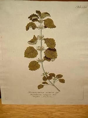 Andorn: Weißer Andorn - Marrubium album - Marrubium vulgare: Altkolorierter Kupferstich um 1800.