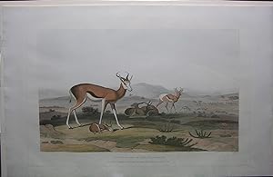The Spring-bok, or Leaping Antelope.