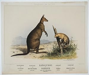 Kangouroo et Sarigue, ordre des marsupiaux