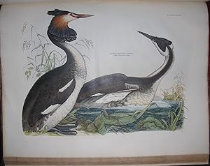 Plates to Selby's Illustrations of British Ornithology [and] . Water Birds.