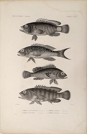 Merou Mille-Etoiles, Merou Mouchete, Merou Gaimard, Merou Boelang. [Stipple engraving of fish fro...