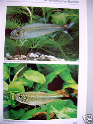 Aquarienatlas 1985 Aquarium Band 2