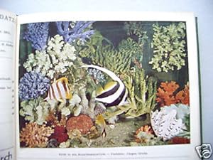 Aquarien- Terrarienzeitschrift 19. Jg 1966 Aquarium