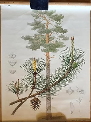 (Schulwandkarte) Föhre. Le pin sylvestre. Pino silvestre. Pine