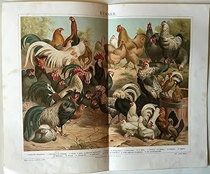 (Bild) Hühner. ( Aus Meyers Konv. - Lexikon. 5. Aufl.)