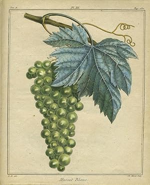 Muscat Blanc, Plate III, from "Traite des Arbres Fruitiers"