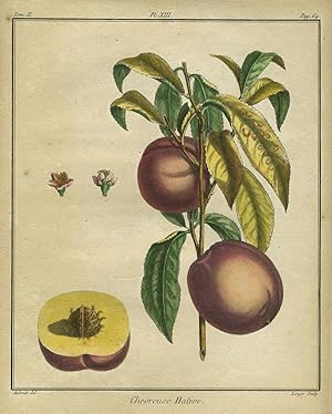 Chevreuse Hative, Plate XIII, from "Traite des Arbres Fruitiers"