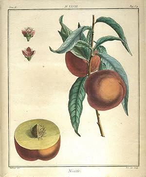 Nivette, Plate XXVIII, from "Traite des Arbres Fruitiers"