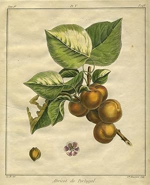 Abricot de Portugal, Plate V, from "Traite des Arbres Fruitiers"