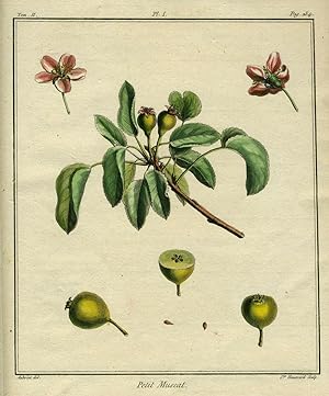Petit Muscat, Plate I, from "Traite des Arbres Fruitiers"