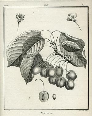 Bigarreau, Plate II, from "Traite des Arbres Fruitiers"
