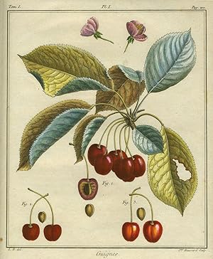 Guignes, Plate I, from "Traite des Arbres Fruitiers"