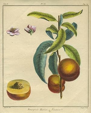 Pourpree Hative, ou Vineuse, Plate XI, from "Traite des Arbres Fruitiers"