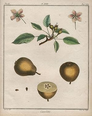 Cassolette, Plate XVIII, from "Traite des Arbres Fruitiers"
