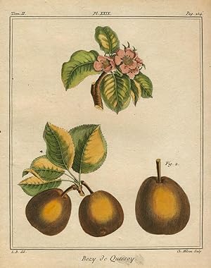 Bezy de Quessoy, Plate XXIX, from "Traite des Arbres Fruitiers"