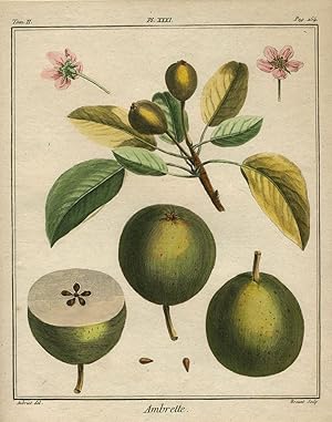 Ambrette, Plate XXXI, from "Traite des Arbres Fruitiers"